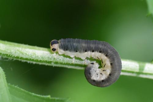 Réf. 344 311 : Macrophya alboannulata